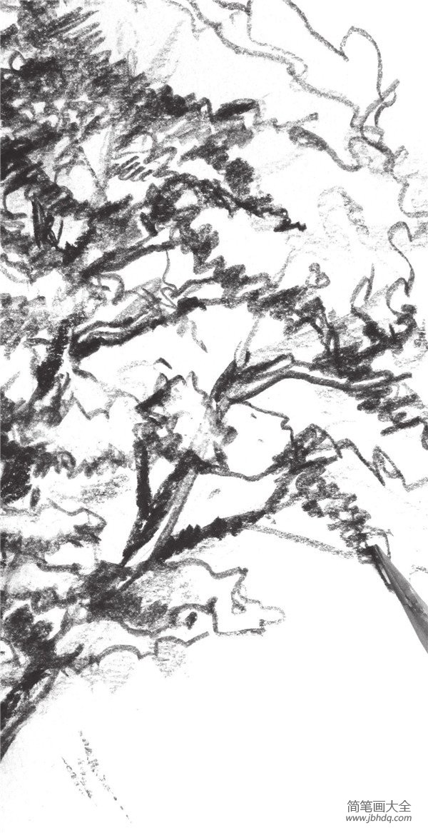 速写杉树的绘画技法