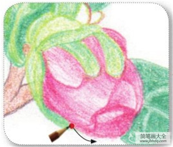 彩铅山茶花的绘画技法