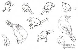 白描禽鸟的绘画教程