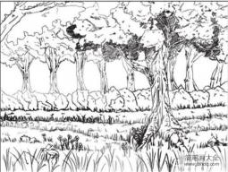 速写树林的绘画技法