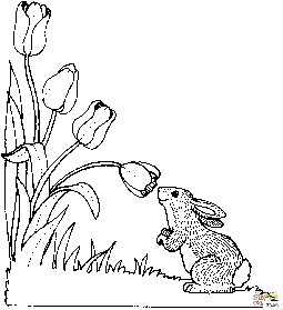 郁金香和兔子