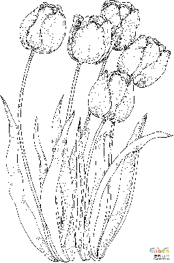 四朵郁金香的画法