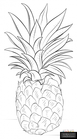 简单易学的菠萝简笔画