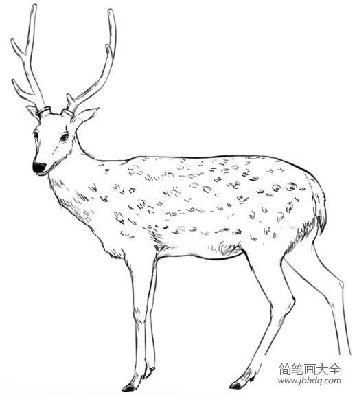 如何画白鹿