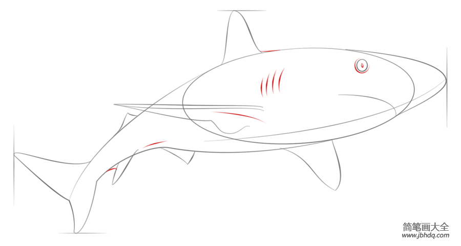 如何画加勒比礁鲨鱼