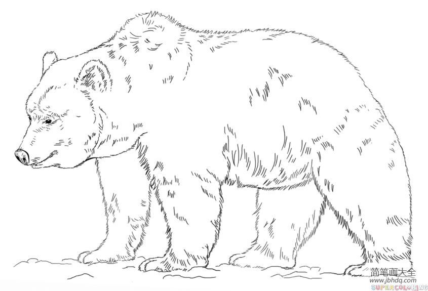 如何画灰熊
