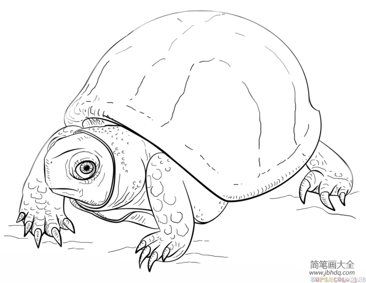 如何画老乌龟