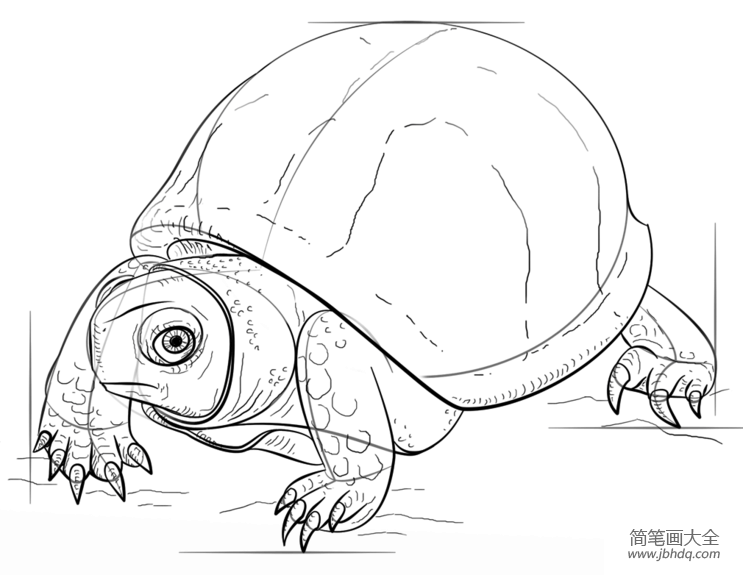 如何画老乌龟
