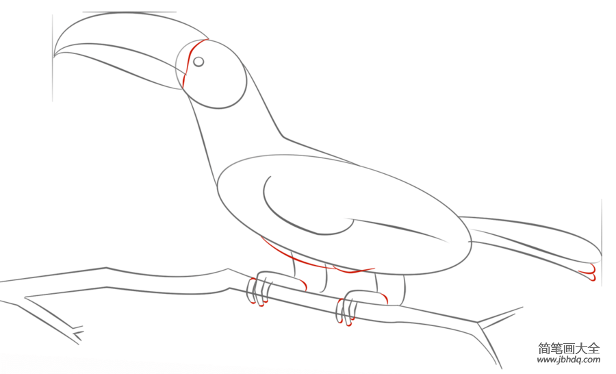 如何画巨嘴鸟
