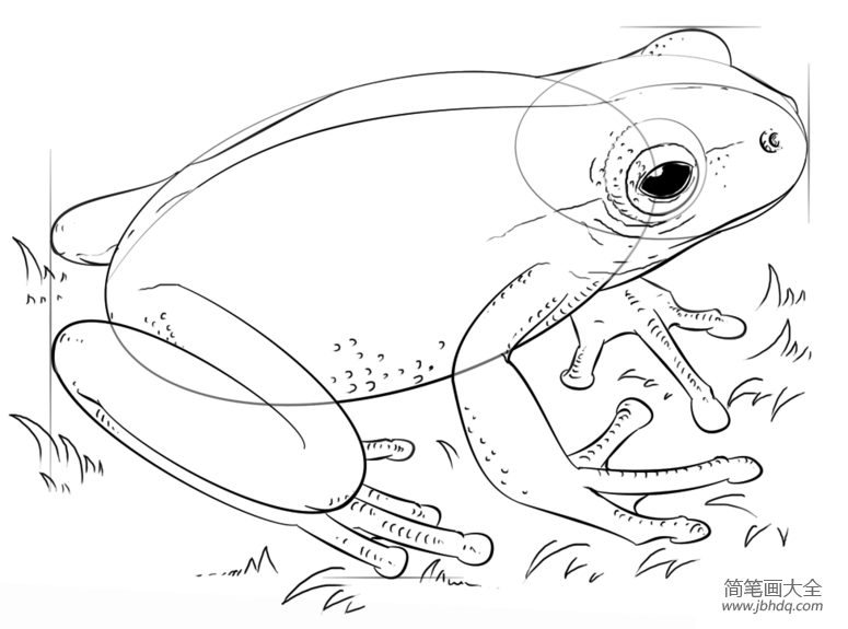 如何画树蛙