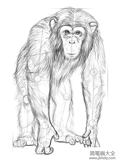 如何画黑猩猩