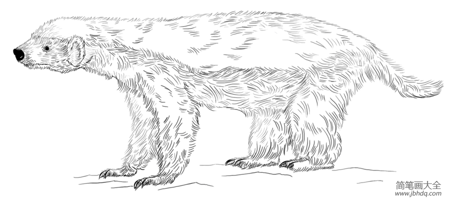如何画一个蜜獾