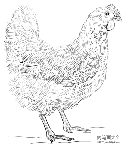 如何画一只母鸡