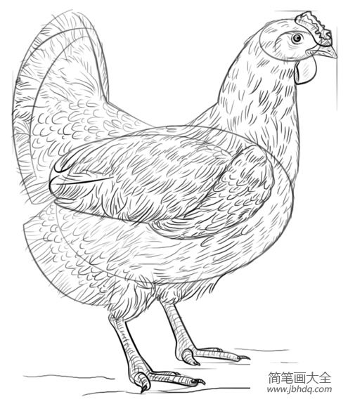 如何画一只母鸡