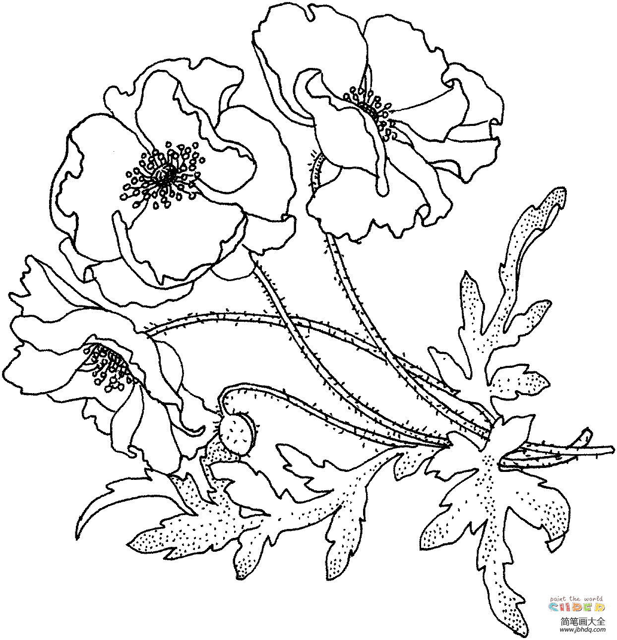 花朵简笔画 罂粟花