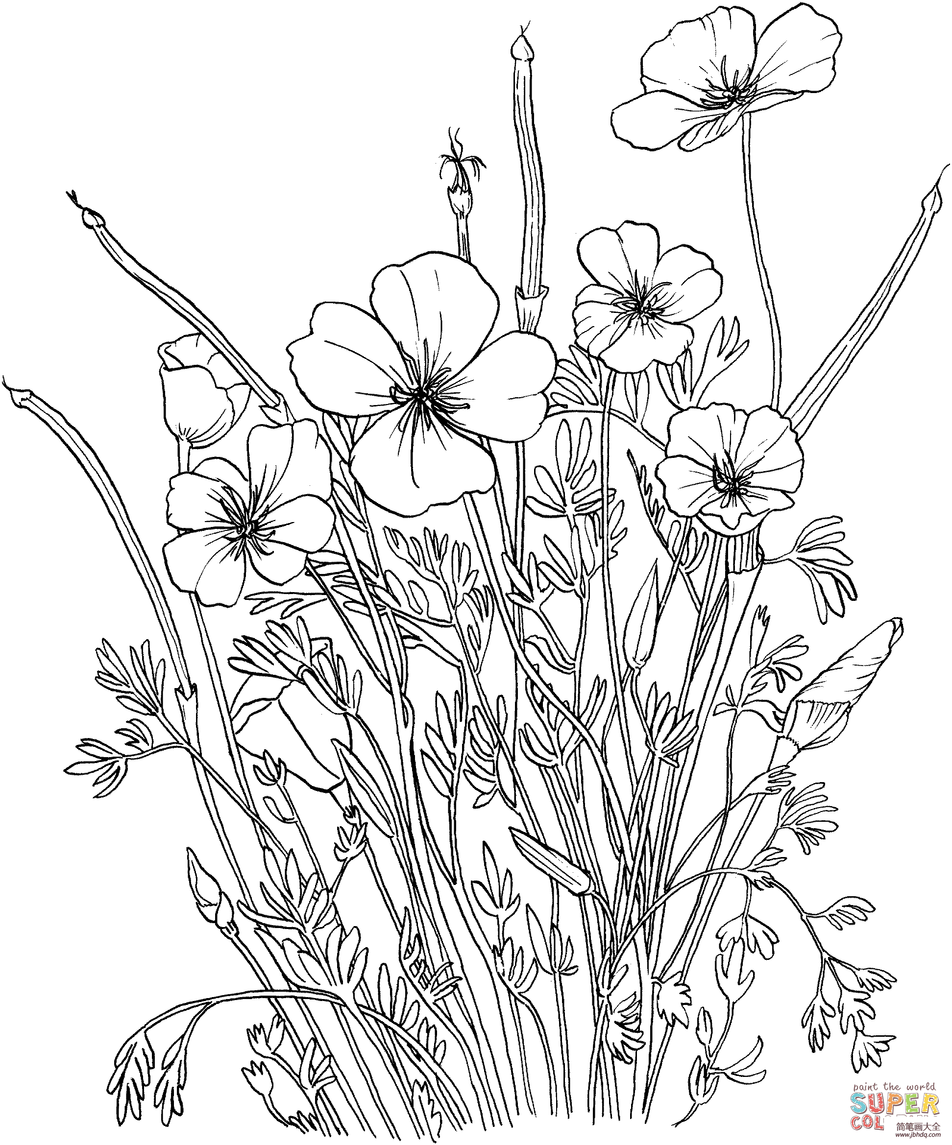罂粟花叶子简笔画图片