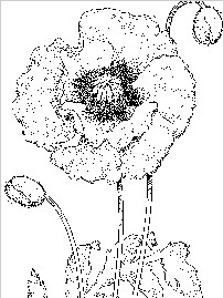 罂粟花花朵简笔画