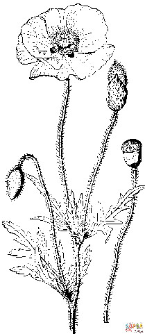 罂粟花花朵图片