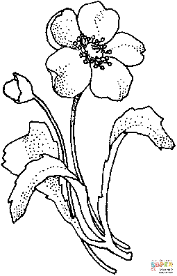 简单的罂粟花简笔画图片