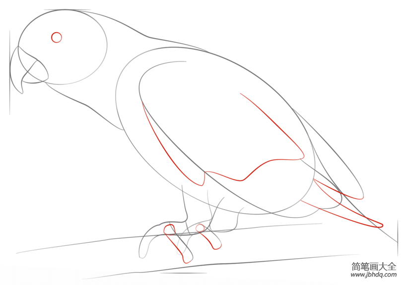如何画一只非洲灰鹦鹉