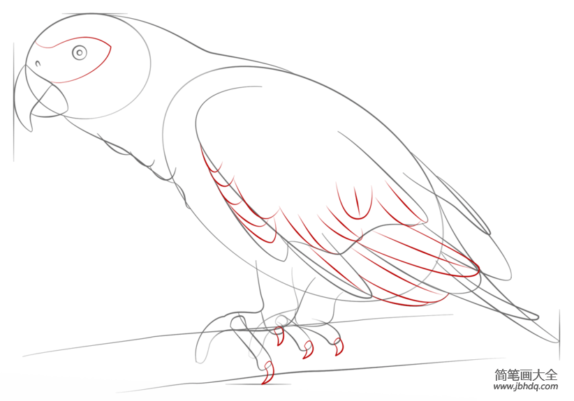 如何画一只非洲灰鹦鹉
