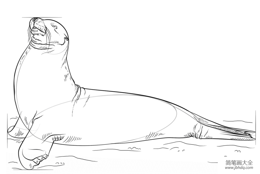 如何画海狮
