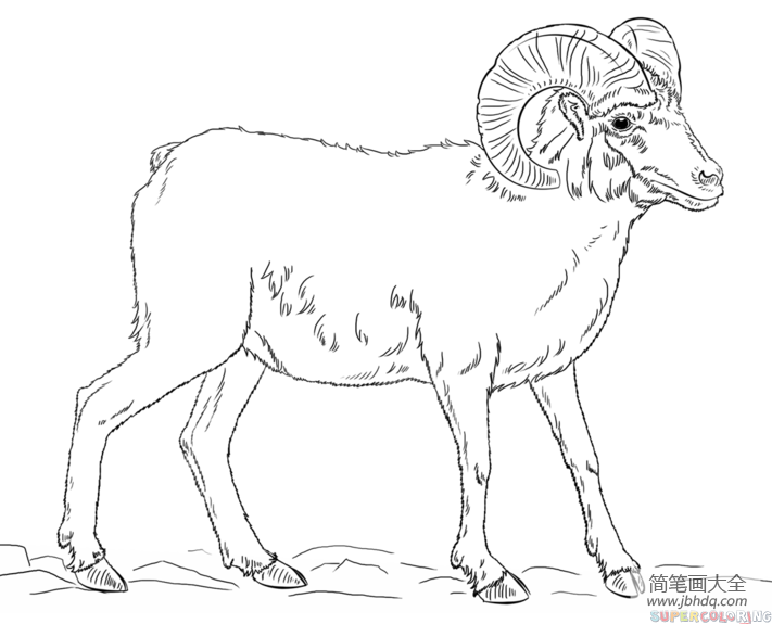 如何画大角羊