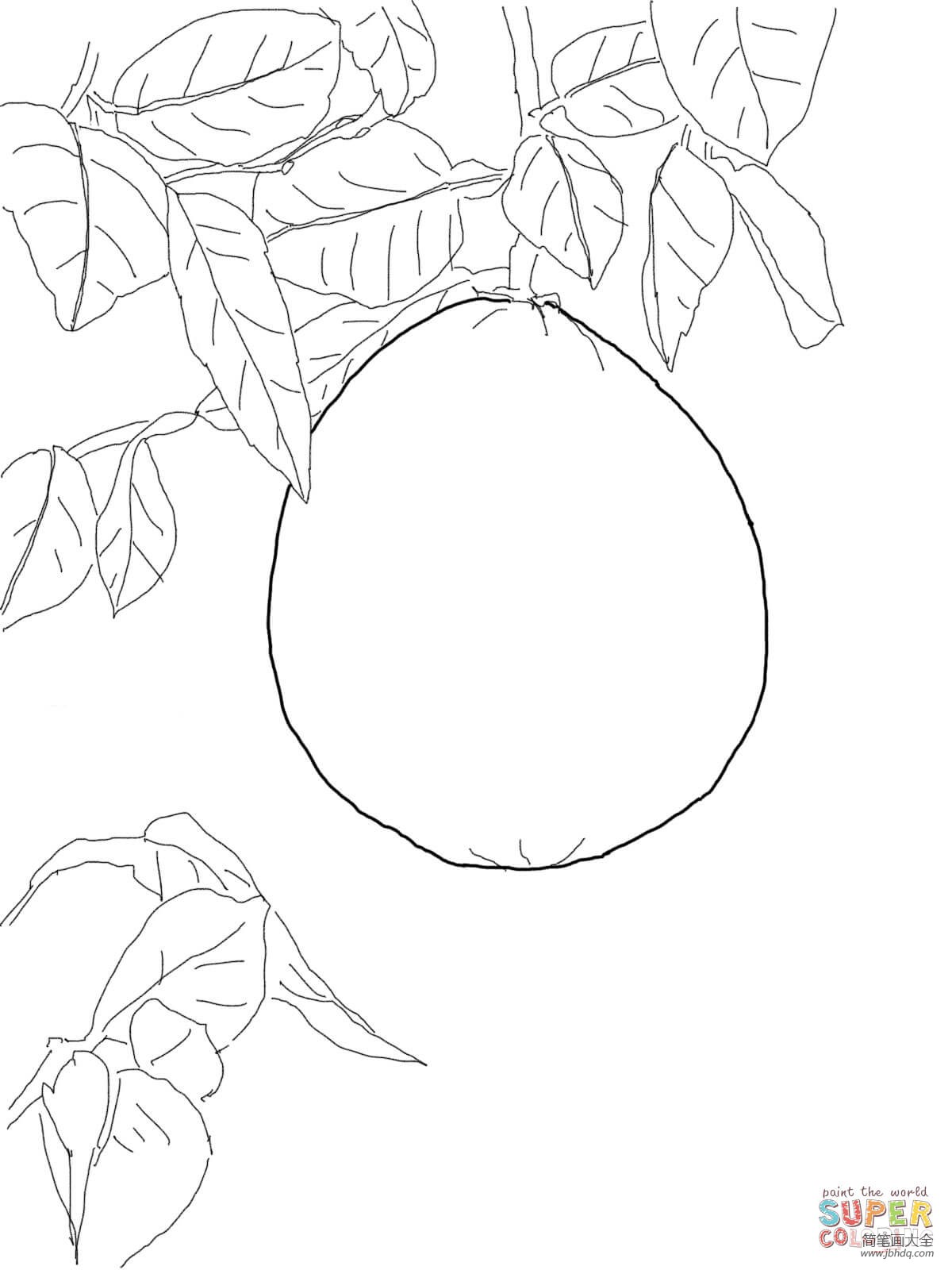 葡萄柚树简笔画图片