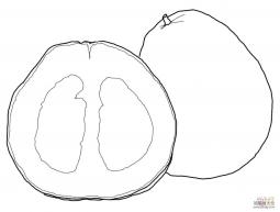 大柚子的画法