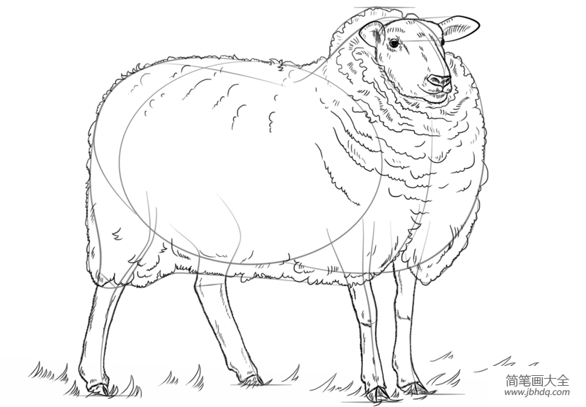 如何画一只羊