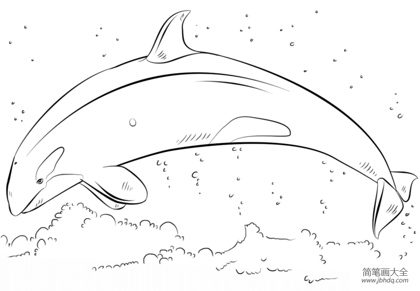 如何画虎鲸