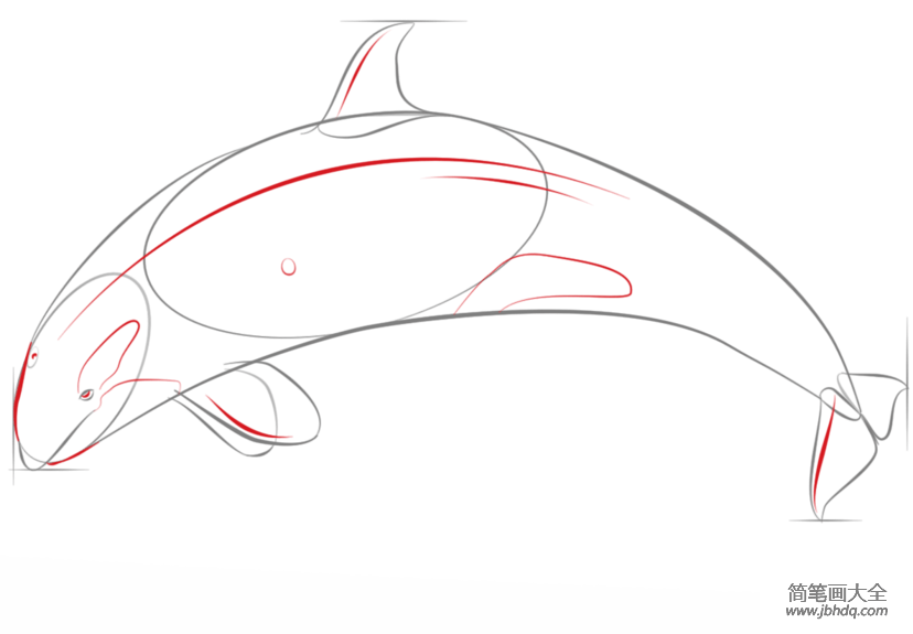 如何画虎鲸