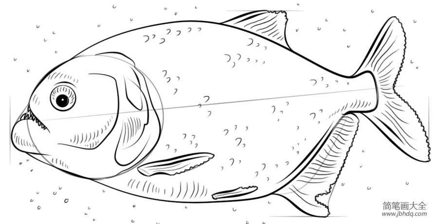 如何画食人鱼简笔画