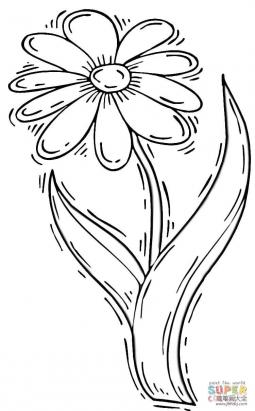 简单的菊花画法