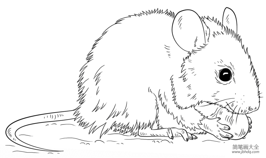 如何画老鼠简笔画