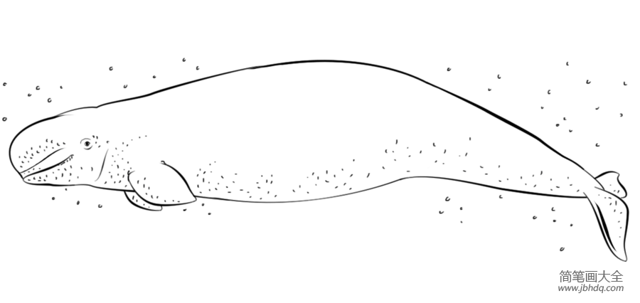如何画大白鲸