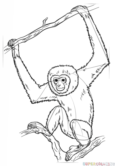 如何画长臂猿