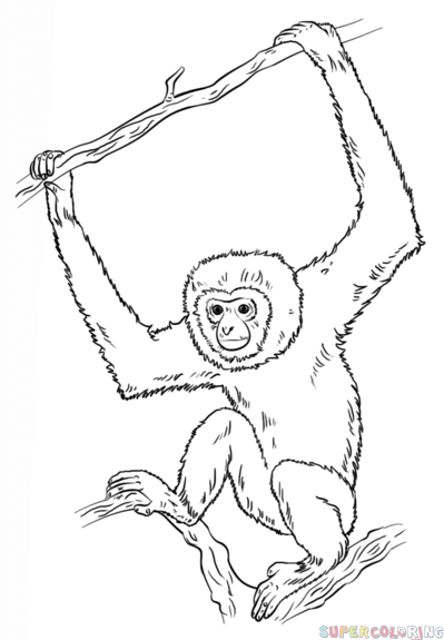 如何画长臂猿