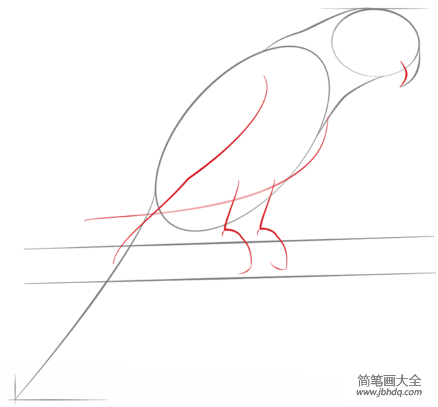如何画长尾小鹦鹉