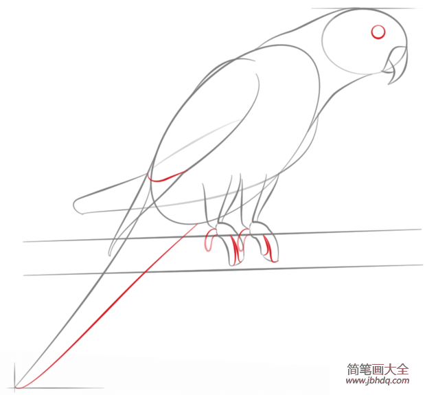 如何画长尾小鹦鹉