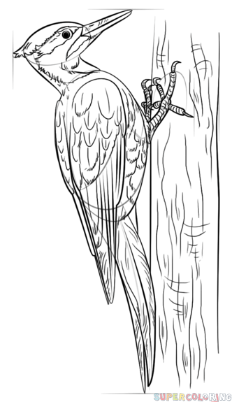 如何画啄木鸟简笔画