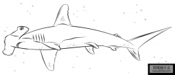 如何画锤头鲨鱼