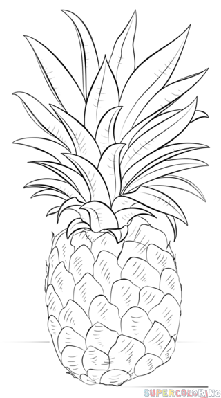 如何画菠萝