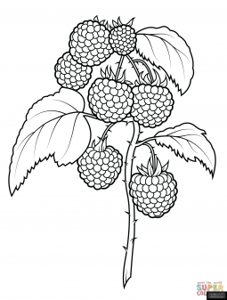 树莓的简单画法