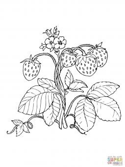 藤上的草莓简笔画图片