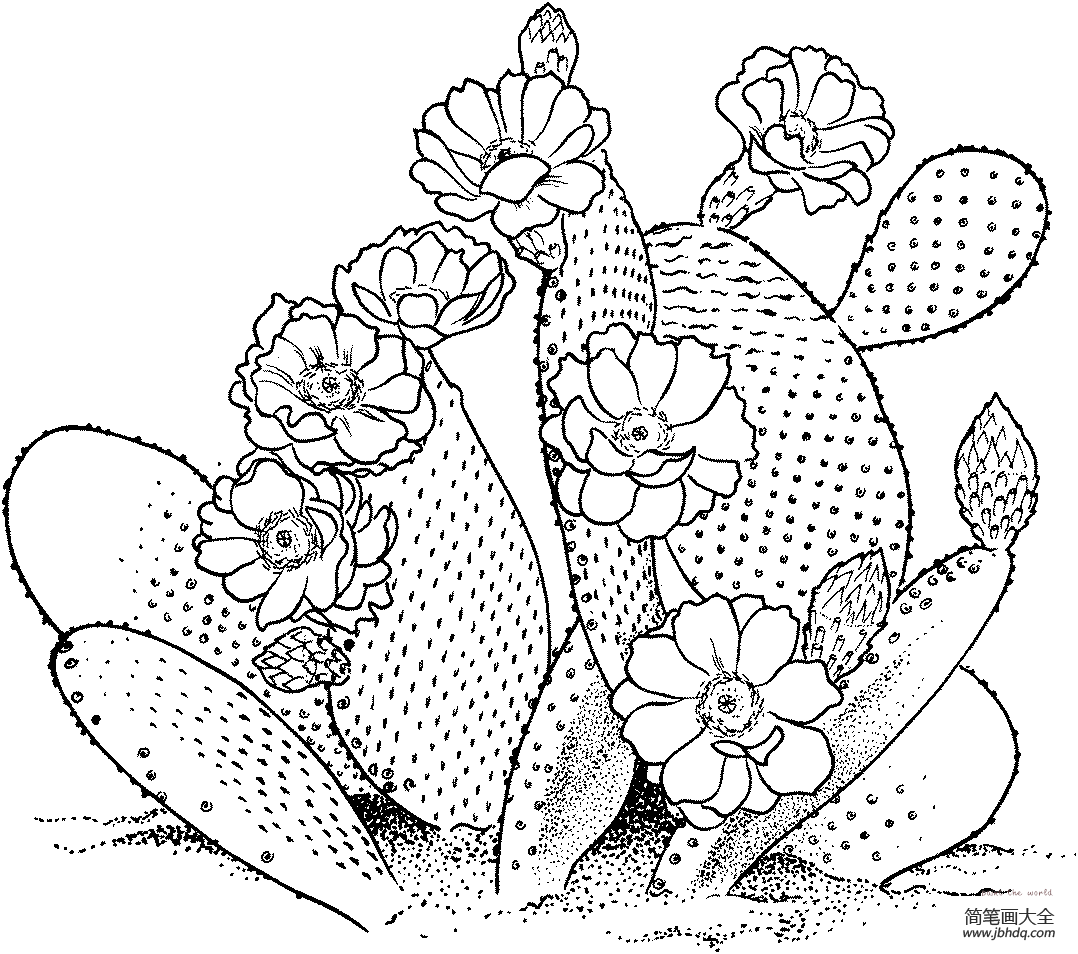 轴对称植物简笔画图片
