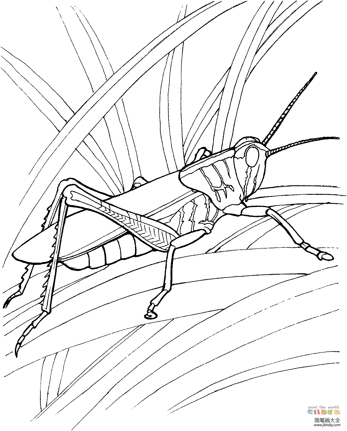 蝗虫的画法图片