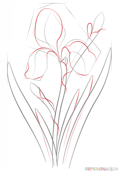 如何画一个虹膜花