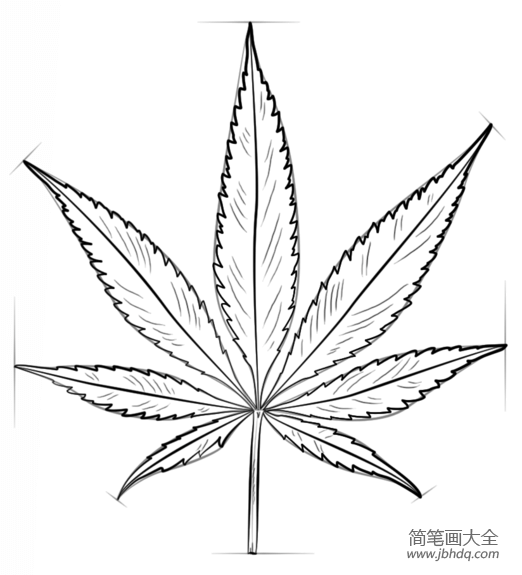 如何画大麻叶