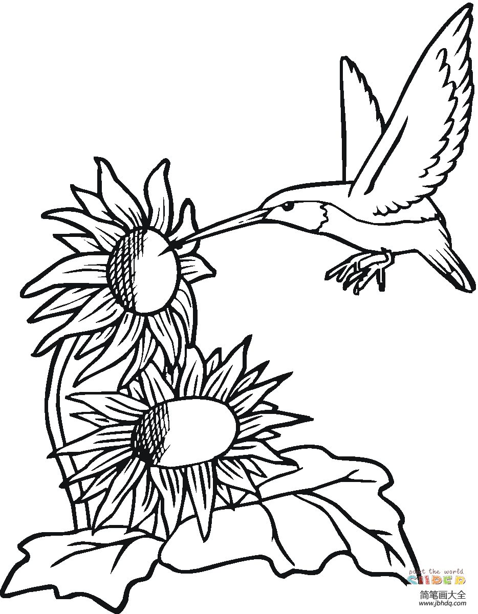 蜂鸟和向日葵